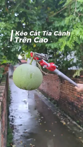 Kéo cắt tỉa cành trên cao tiện lợi, lưỡi kéo thép SK5 sắc bén #keocatcanhcaytrencao #keocatcanh #keocatquatrencao #keocattiacanhtrencao 