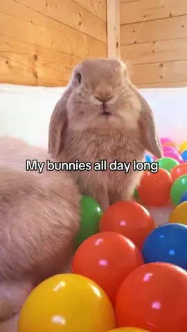 yumyumyumyumyumyum 🐰🥕 #bunnies #bunnies🐰 #bunny #bunnytok #yum #yummy #chewing #rabbit #bunniesoftiktok #petlover #petlovers #funnyanimals 