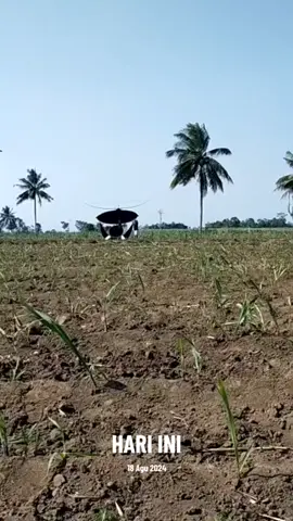 #padahariini