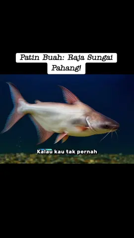 Patin Buah: Raja Sungai Pahang! #PatinBuah #MakananLegend #Temerloh #GulaiTempoyak #RajaSungai