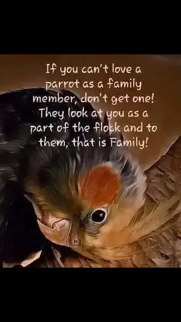 #parrots #parrot #parrotstiktok #birdsoftiktok #birds 