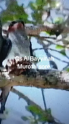 QS Al Bayyinah. murotal sore. semoga bermanfaat. Aamiin 🤲 #quran #surat #albayyinah #murotal #sore