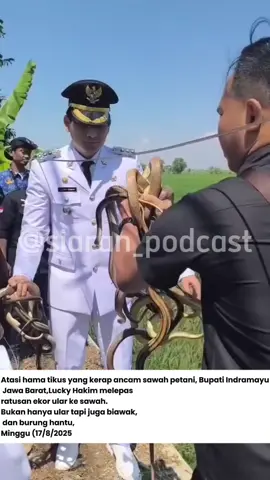 Atasi hama tikus yang kerap ancam sawah petani, Bupati Indramayu Jawa Barat, Lucky Hakim melepas ratusan ekor ular ke sawah.  Bukan hanya ular tapi juga biawak, dan burung hantu, Minggu (17/8/2025 Jika kamu suka dengan berita-berita yang kami update silahkan  💯 Like 💯 Komen 💯 Share #viralreels #fyi #luckyhakim 