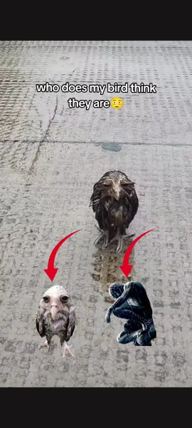 who do my bird  think they are #onelegbird #memestiktok #goofybroo #fyp 