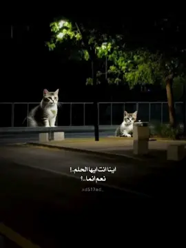 #CapCut اين انت يا الحلم💫🖤🥺 نعم انما الصبر حدود✨🖤 . . . . .#قالب_جاهز_نار🔥 #حط_صورتك😅👌🏻 #fypシ #fyp #الهاشتاقات_مالها_داعي #بصوت #عامر_الخوذيري  #ترند_شاشه_سوداء_🙋❤ #قوالب_راكيز #f #الشعب_الصيني_ماله_حل😂😂 