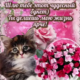#котикикоторыелюбят #meuw #catsforeveryday #котикинакаждыйдень #котикиоткрытки #мяу #мур #гифки #catsoftiktok 