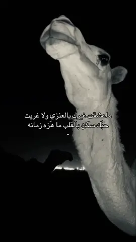 #عنزه #foryou #المحبوب #tiktok #viral #501 #fypシ 