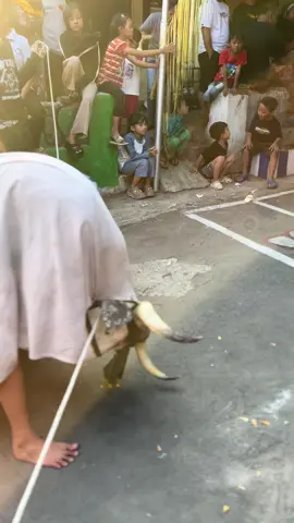 angon sapi#fyppppppppppppppppppppppp #bantengnuswantara #uripayem #ksatriogheni 