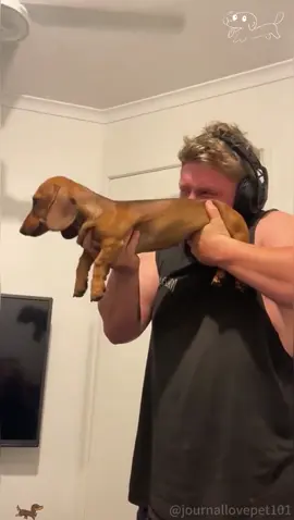 Funny Dachshund 🤣#fyp #dog #doglover #dogcore #dogsoftiktok #dachshund#cute #funnymoments 