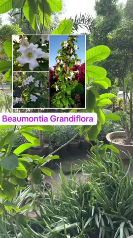 Beaumontia plants are often rampant climbers and vines. They are mostly evergreen, though in subtropical gardens Beaumontia grandiflora loses many leaves in winter. Leaves are large, smooth and opposite with sticky white sap from petiolar glands. The large white fragrant flowers are borne in corymbs terminal and in the leaf axils. The calyx is 5-lobed and the corolla is dark funnel-or bell-shaped with 5 lobes. Stamens are attached near the base of the corolla tube and have slender filaments with arrow-shaped anthers. They are very showy when in full bloom and are regarded as among the most outstanding vines of the world