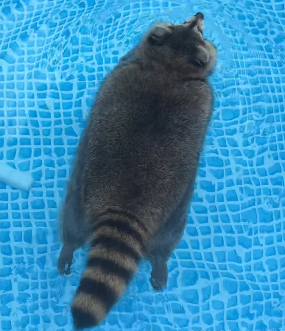 오늘도 둥실둥실 🌊🦝🫧 #라쿤 #raccoon #cat #puppy #cuteanimals 