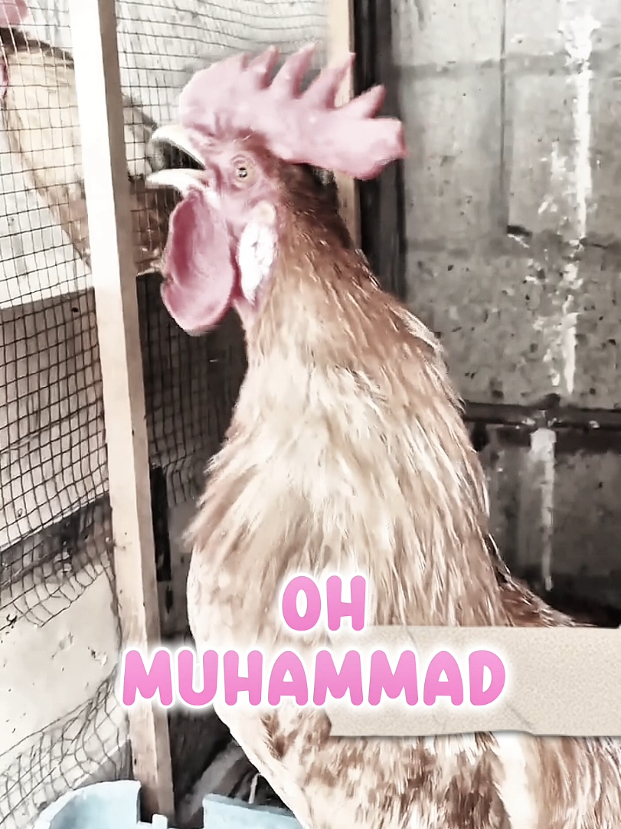 mention MUHAMMAD  #rooster #fyp #foryou #kidstiktok #muhammad 