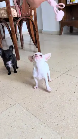 #puppies #chihuahua #chihuahuafanclub #chihuahuatiktok #