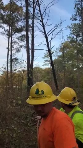 Logging is a dangerous job #logging #tree #satisfying #oddlysatisfying #fyp #foryou #usa 