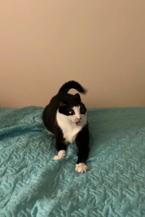 Confusing Behavior of Tuxedo Cats. #funnyvideos #funny #fyp #pet #fyppppppppppppppppppppppp 