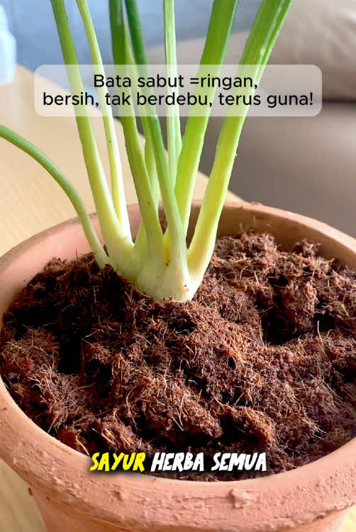 🌿 Breathe life into your green home! 💪🌱 This Coconut Brick Nutrient Soil, derived from pure natural coco coir, 💫 is rich in all kinds of trace elements and organic matter needed by plants, like a green treasure to nourish the vitality of every green plant.#batasabutkelapa #batasabutkelapanutrien #trendingtiktok #fyp#cocopeat #homegardening #garden