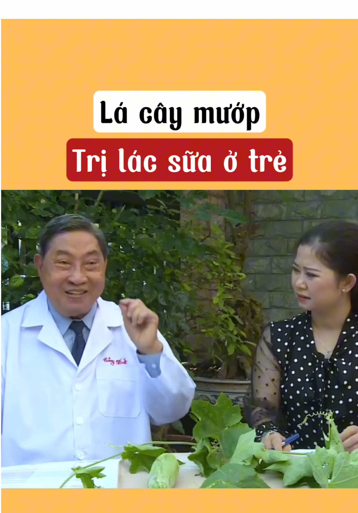 Trị lác sữa #caymuop #tieuduong #viemxoang #nguyencongduc #xuhuong 