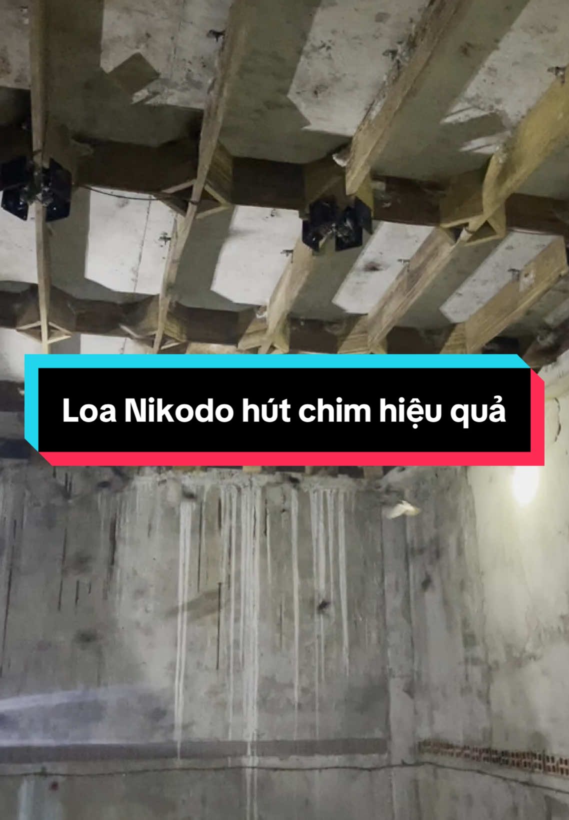 Loa nhà Nikodo hút chim lắm luôn cô chú ơi #Nikodo #loanhayen #swiftlet #swiftlethouse 