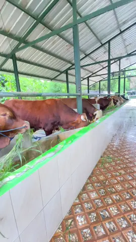 Makan sore! #ndutfamilyfarm #qurban2026 #sapiqurbanbogor #sapi1tonup #sapimurah 