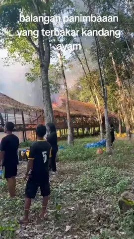 kandang ayam  #kebakaran 