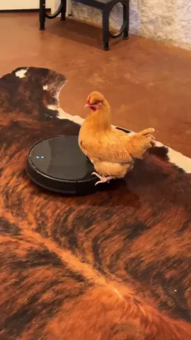 The Goofiest Chicken Moments Ever! #chicken #chickens #funnychickens #pet #pets #PetsOfTikTok #us