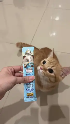 KARENA SE-ANARKIS ITULAH tiap beli aku beli yg bundle 25packs😭😭😭🫵🏻🫵🏻🫵🏻 skg paham kan onti uncle???? #fyp #catlovers #trendingtiktok #cattok #fypシ #catsoftiktok #kucingtiktoklucu #kucingtiktokfyp #bshkitten #kucingtiktok #kucingoren #cattokers #kucingviral #dailydose #munchkincat #kucinglucu 