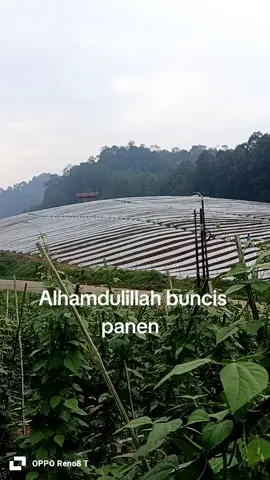 cita cita ku nambah lahan bukan jual lahan demi cita cita 
