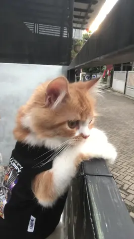 aku suda capek mengurus todler kepo ini, ada suara orang lomba udah bingung aja minta keluar😭😭 #fyp #lomba17agustus 