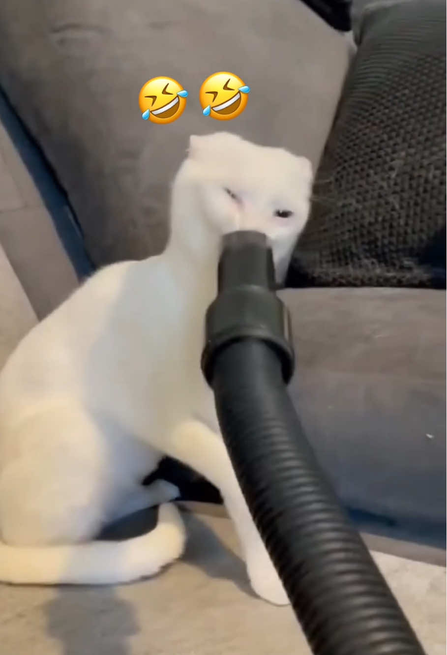 🐱 Best Funny Cat Videos of 2025❤️🤣🤣 Cats Being Silly #funnyanimals #funnycatsoftiktok #fyp#cats#usa_tiktok 