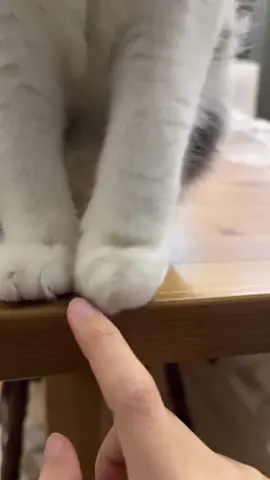 Funny cats who refused touch #cat #catsoftiktok #funnyvideo #fyp #pet 