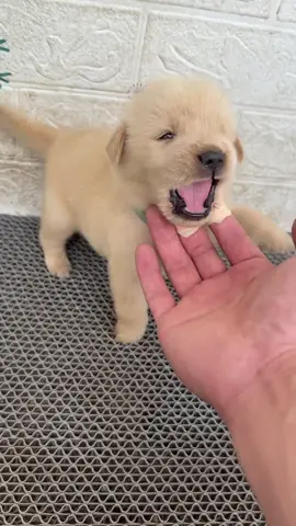 子犬と遊ぶ日常 #子犬 #子犬のいる生活 #かわいい子犬 #dog #foryou 