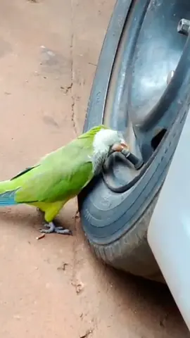 #paratiiiiiiiiiiiiiiiiiiiiiiiiiiiiiii #lorosdetiktok #inseguridad #autostiktok #posadasmisiones 