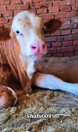 #粉丝一千万#animals#funny#foryou#fyp 