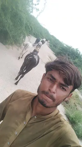 foryou #animal #viral #foryou #trendingsound #faisalcamboh mboh