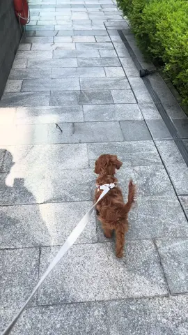 Afternoon strolls with mama #cavapoo #cavapoopuppy #dogsoftiktok #stroll #walks #fyp #foryoupage 