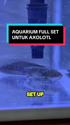 AQUARIUM GAK CUMA BUAT IKAN AJA!!! Bisa Jadi Rumah Axolotl Juga‼️ . Banyak orang mikir aquarium cuma cocok buat ikan hias, faktanya aquarium bisa jadi rumah untuk axolotl juga loh!  . Kali ini @audreyaofficial punya ide unik, masukin axolotl ke dalam Aquarium Armada 320B yang udah set komplit ini!  . ✅ Free lampu aquarium ✅ Free mesin aquarium . So pelihara ikan hias atau hewan amphibi lain jadi lebih gampang deh!! Cocok banget untuk pemula!! . Tonton video di atas yuk!! SDI? “Life Is Better Underwater”  #ARMADA #AM320B #aquarium #aquariums #aquariumhobby #aquariumfish #aquariumaddict #aquariumadventures #aquariumaccessories #aquariumcare #aquariumcommunity #aquariumdesign #aquariumdaily #aquariumenthusiast #aquariumequipment #aquariumhobbyist #aquariumindonesia #aquariuminspiration #aquariumikanhias #aquariumlife #aquariumlovers #iqbalizda #suryadutainternasional