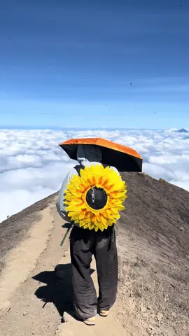 Aku kamu dan 🌻🌻🌻 #sunflowers🌻 #pendakigunung #fyp #mountain #pendakifomo #mountainagung3124mdpl #pendakigunung 