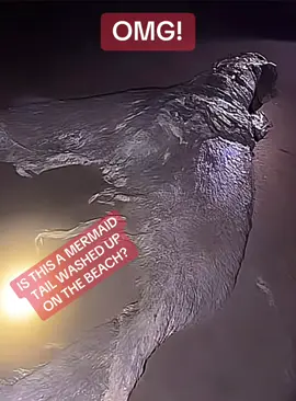 OMG! IS THIS A MERMAID TAIL WASHED UP ON THE BEACH? #mermaid #siren #sea #cryptid #fyp 