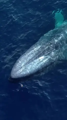 The breath of a blue whale 🐳 #amazingocean 