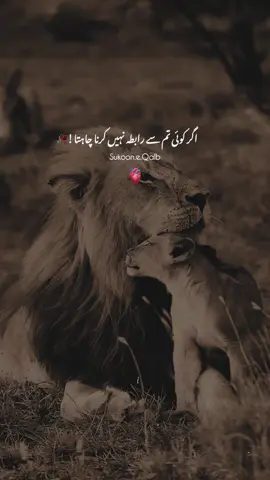 Agr koe Tum Sa Rabeta Nahi Krna Chata Tou Usa Tang Maat Karo 🙌🏻🖤 #unfreezemyaccount #donotunderreviewmyvideo #trending #growmyaccount 