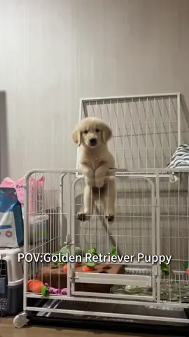 Who can resist a golden retriever puppy?#dog #happydog #goldenretriever#foryou#pet 