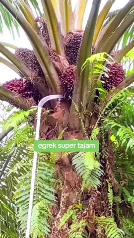 mantap bosku panen buah keliling 😱😱😱#viral #fyp #sawitmalaysia🇲🇾 #egreksupertajam #egrekmalaysia 