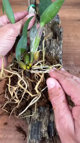 This Old Piece of Wood Just Got a New Life #plants #houseplants #DIY #homedecor #orchid   