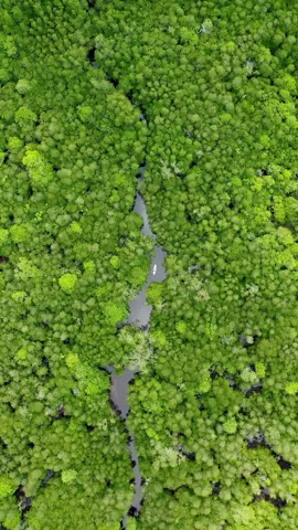 I wonder if there were any crocodiles 😬 #bali #nusalembongan #mangrove #nature #drone 