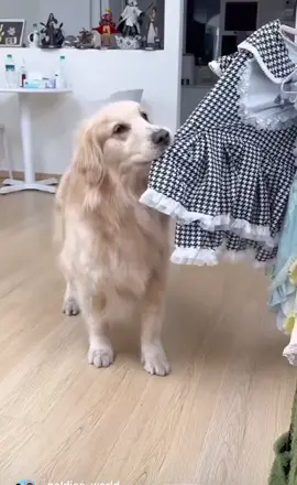 ❤️ ❤️ ❤️ Born a Diva ❤️ ❤️ ❤️ #dogsoftiktok #justforfun #funnyvideos😂 