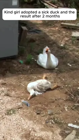 Rescue a duck and then #rescue #rescueanimals #animals #duck #fyp 