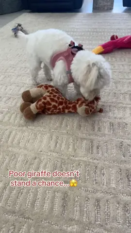 Don’t even try to break into our house…😎 #fyp #viral #maltipoo #creator #dog