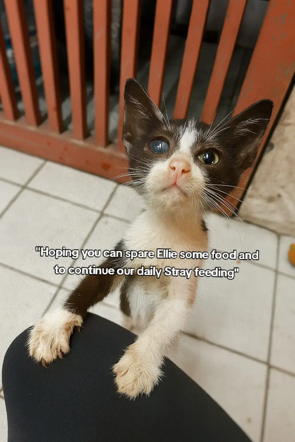 We are not giving up. We are doing all the best we can. if you have something to share please, don't hesitate to reach. We need dry kibbles and  wet food for our daily Street feeding.  #SaveOneProject #SecretLifeOfStrays #SpayNeuterSavesLives 