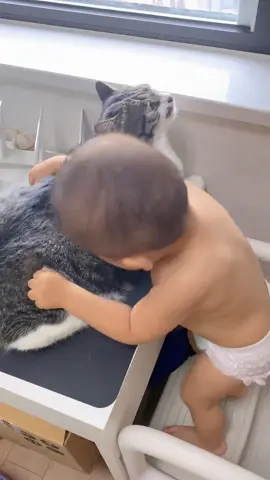 Cat vs Baby#funny #cat #funnycat #cutecat #tiktok #catsoftiktok #foryou 
