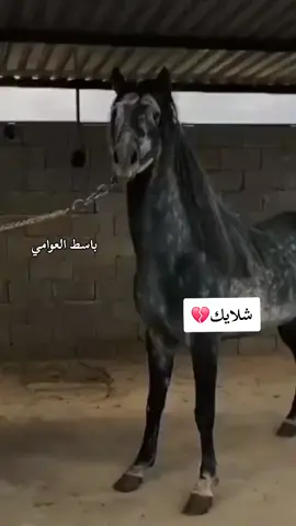 شلايك. باسط العوامي #فرسان برقه🖤🔥 #حرابي_برقه🔥✈ 